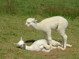 Just like us, play is very important to the youngsters' development  - yet another reason for not taking the mum and cria out of the herd for mating at this stage.  We try to ensure that there are sufficient numbers of cria of a similar age to make a "playgroup".  This is difficult if you're starting out with a small number of females and your mating dates are all over the calendar. 